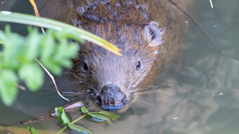 Close-up of a beavers face, body submerged in water.